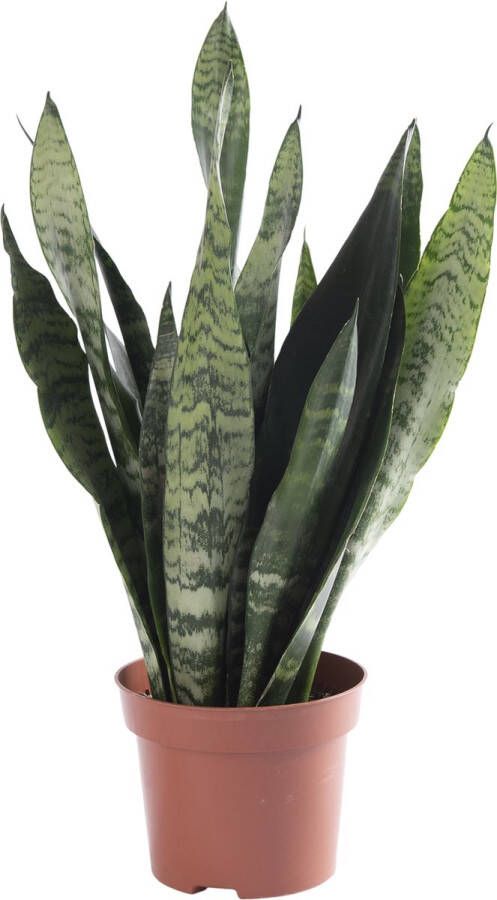 BOTANICLY Kamerplant van – Vrouwentongen – Hoogte: 50 cm – Sansevieria Trifasciata Zeylanica