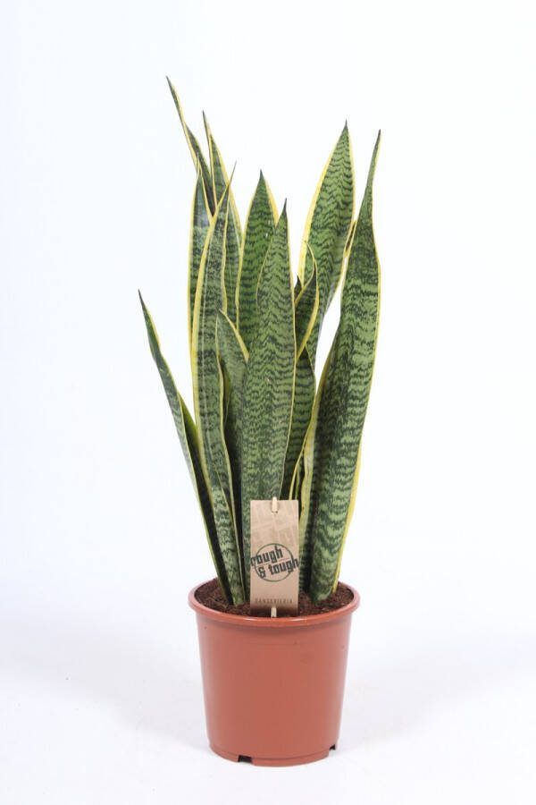BOTANICLY Kamerplant van – Vrouwentongen – Hoogte: 65 cm – Sansevieria Laurentii