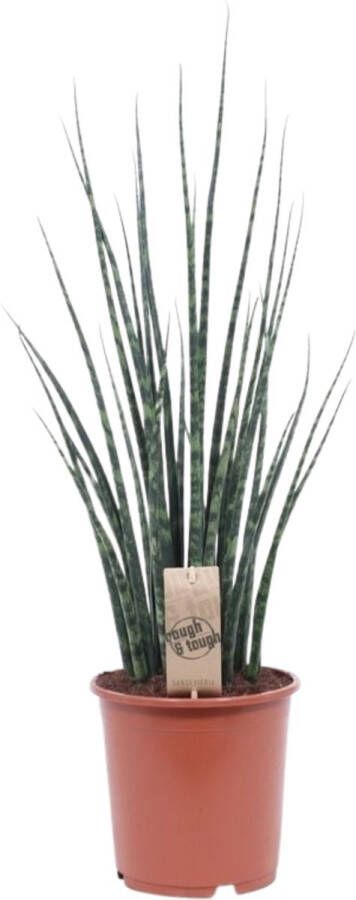 BOTANICLY Kamerplant van – Vrouwentongen – Hoogte: 80 cm – Sansevieria Mikado