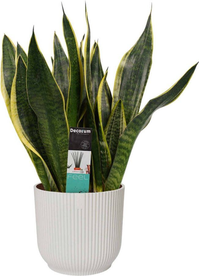 BOTANICLY Kamerplant van – Vrouwentongen in witte ELHO plastic pot als set – Hoogte: 40 cm – Sansevieria trif. Superba