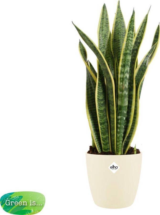 BOTANICLY Kamerplant van – Vrouwentongen incl. crème kleurig sierpot als set – Hoogte: 60 cm – Sansevieria Laurentii