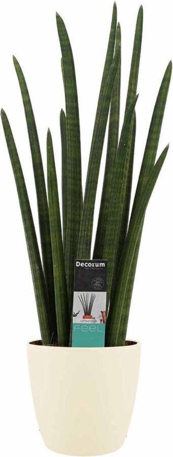 BOTANICLY Kamerplant van – Vrouwentongen incl. crème kleurig sierpot als set – Hoogte: 70 cm – Sansevieria Cylindrica