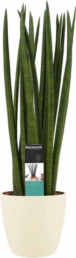 BOTANICLY Kamerplant van – Vrouwentongen incl. crème kleurig sierpot als set – Hoogte: 70 cm – Sansevieria Cylindrica Spaghetti