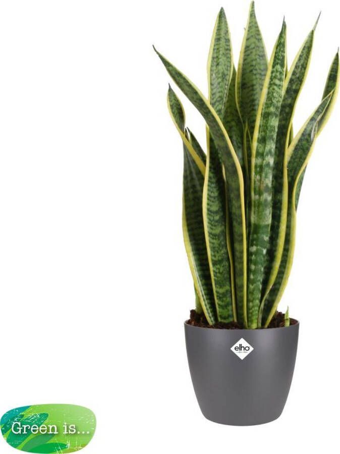 BOTANICLY Kamerplant van – Vrouwentongen incl. sierpot antraciet als set – Hoogte: 60 cm – Sansevieria Laurentii