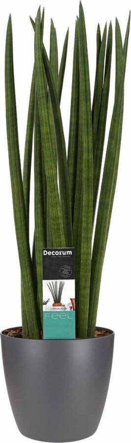 BOTANICLY Kamerplant van – Vrouwentongen incl. sierpot antraciet als set – Hoogte: 70 cm – Sansevieria Cylindrica Spaghetti