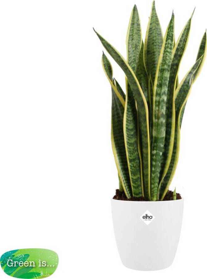 BOTANICLY Kamerplant van – Vrouwentongen incl. sierpot wit als set – Hoogte: 60 cm – Sansevieria Laurentii