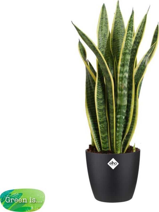 BOTANICLY Kamerplant van – Vrouwentongen incl. sierpot zwart als set – Hoogte: 60 cm – Sansevieria Laurentii