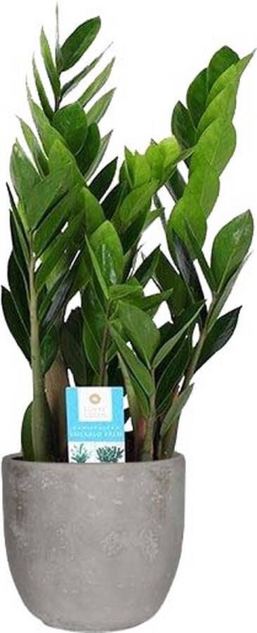 BOTANICLY Kamerplant van – Zamioculcas – Hoogte: 65 cm