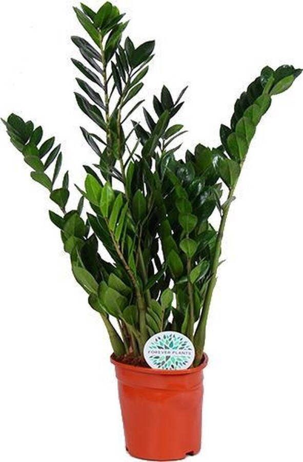 BOTANICLY Kamerplant van – Zamioculcas – Hoogte: 70 cm