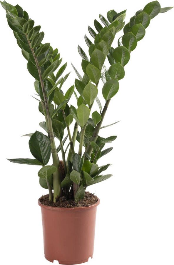 BOTANICLY Kamerplant van – Zamioculcas – Hoogte: 65 cm