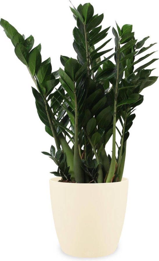 BOTANICLY Kamerplant van – Zamioculcas Zamifoliia incl. crème kleurig sierpot als set – Hoogte: 90 cm