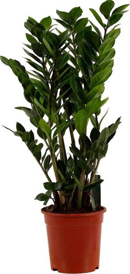 BOTANICLY Kamerplant van – Zamioculcas zamiifolia – Hoogte: 100 cm