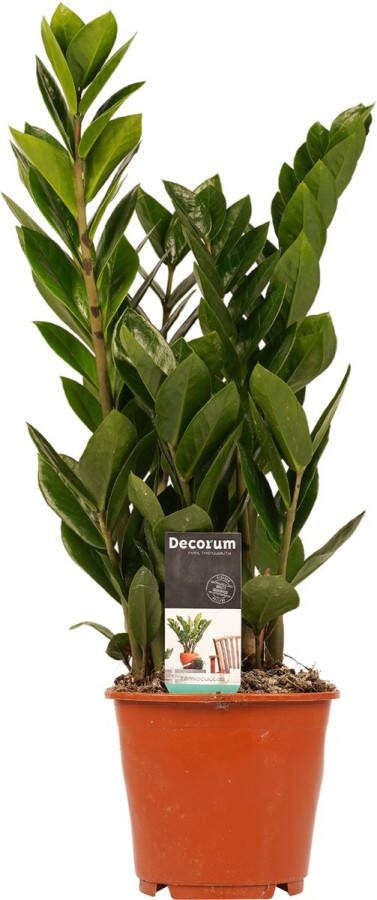 BOTANICLY Kamerplant van – Zamioculcas zamiifolia – Hoogte: 45 cm