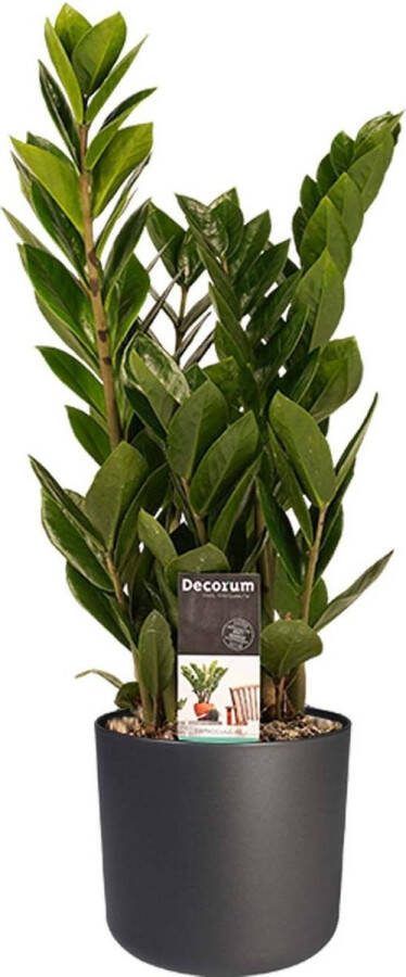 BOTANICLY Kamerplant van – Zamioculcas zamiifolia incl. sierpot antraciet cilindrisch als set – Hoogte: 45 cm