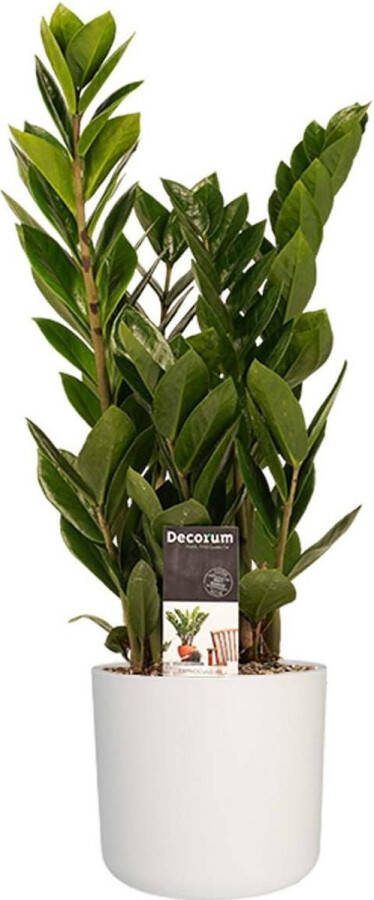 BOTANICLY Kamerplant van – Zamioculcas zamiifolia incl. witte cilindrische sierpot als set – Hoogte: 45 cm