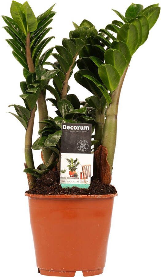BOTANICLY Kamerplant van – Zamioculcas Zenzi – Hoogte: 40 cm