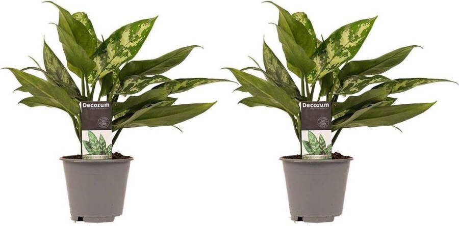 BOTANICLY Kamerplanten van – 2 × Aglaonema commutatum Maria Christina – Hoogte: 25 cm