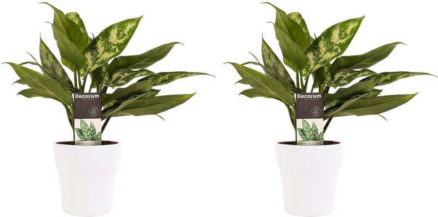 BOTANICLY Kamerplanten van – 2 × Aglaonema commutatum Maria Christina incl. sierpot wit als set – Hoogte: 25 cm