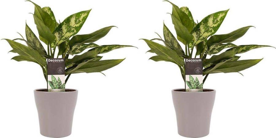 BOTANICLY Kamerplanten van – 2 × Aglaonema commutatum Maria Christina incl. taupe sierpot als set – Hoogte: 25 cm