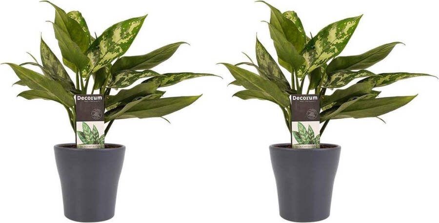 BOTANICLY Kamerplanten van – 2 × Aglaonema commutatum Maria Christina met grijze sierpot als set – Hoogte: 25 cm