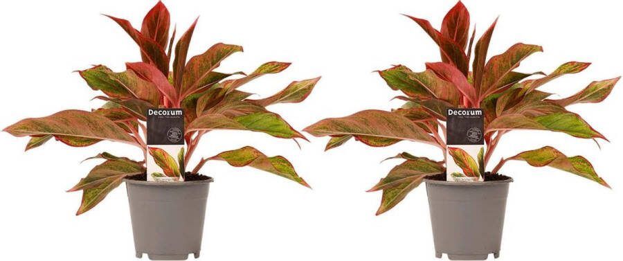 BOTANICLY Kamerplanten van – 2 × Aglaonema – Hoogte: 25 cm