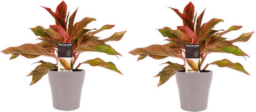 BOTANICLY Kamerplanten van – 2 × Aglaonema incl. taupe sierpot als set – Hoogte: 25 cm