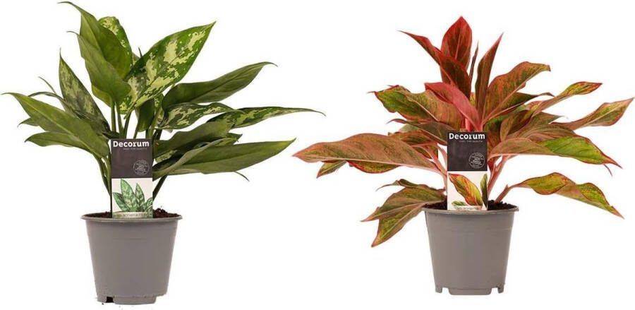 BOTANICLY Kamerplanten van – 2 × Aglaonema Maria Aglaonema Crete – Hoogte: 25 cm