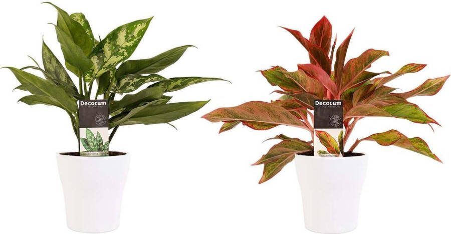 BOTANICLY Kamerplanten van – 2 × Aglaonema Maria Aglaonema Crete incl. sierpot wit als set – Hoogte: 25 cm
