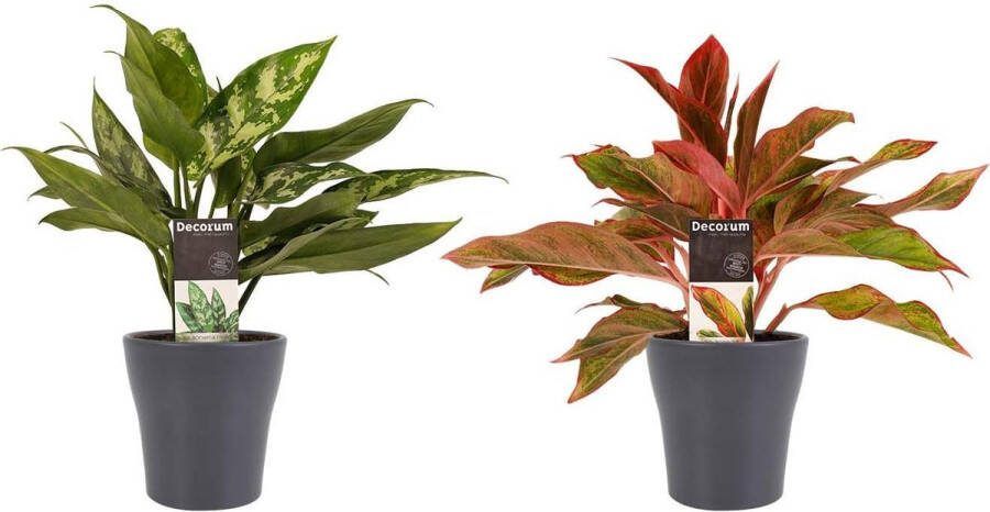 BOTANICLY Kamerplanten van – 2 × Aglaonema Maria Aglaonema Crete met grijze sierpot als set – Hoogte: 25 cm