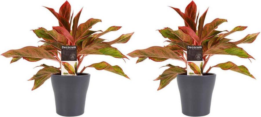 BOTANICLY Kamerplanten van – 2 × Aglaonema met grijze sierpot als set – Hoogte: 25 cm