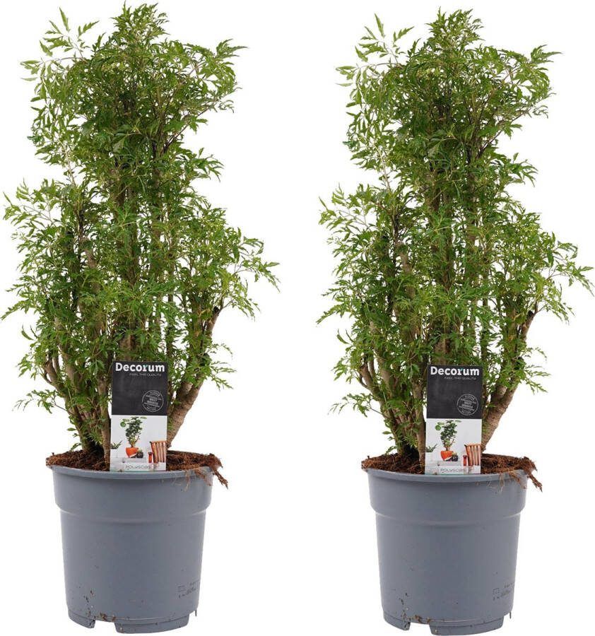 BOTANICLY Kamerplanten van – 2 × Aralia – Hoogte: 50 cm – Polyscias Balfouriana