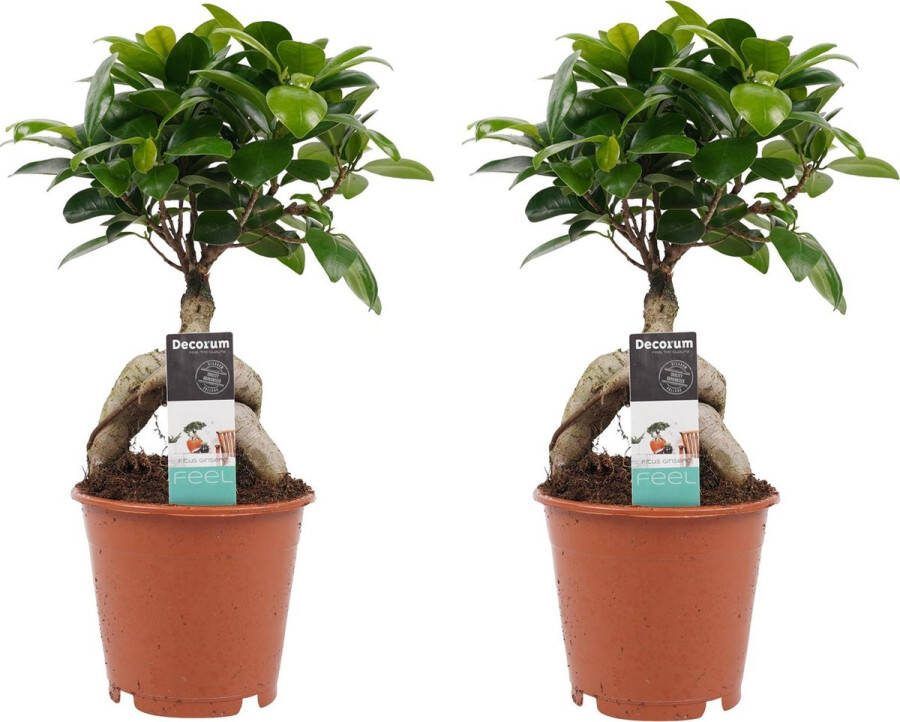 BOTANICLY Kamerplanten van – 2 × Chinese vijg – Hoogte: 30 cm – Ficus Gin Seng