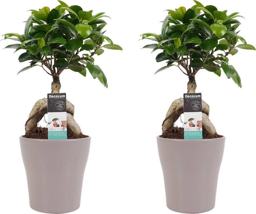 BOTANICLY Kamerplanten van – 2 × Chinese vijg incl. taupe sierpot als set – Hoogte: 30 cm – Ficus Gin Seng