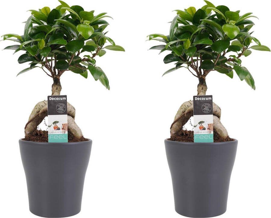 BOTANICLY Kamerplanten van – 2 × Chinese vijg met grijze sierpot als set – Hoogte: 30 cm – Ficus Gin Seng