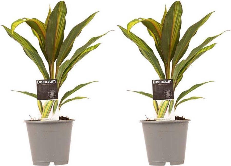 BOTANICLY Kamerplanten van – 2 × Cordyline Fruticosa Kiwi – Hoogte: 40 cm