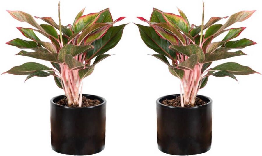 BOTANICLY Kamerplanten van – 2 × Cordyline Fruticosa Kiwi – Hoogte: 45 cm