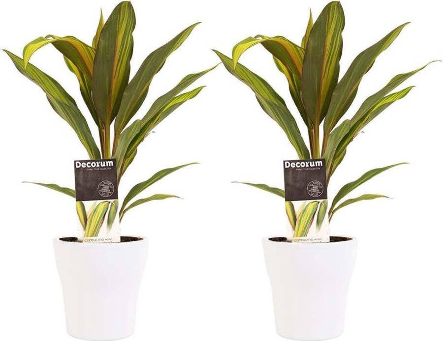 BOTANICLY Kamerplanten van – 2 × Cordyline Fruticosa Kiwi incl. sierpot wit als set – Hoogte: 40 cm