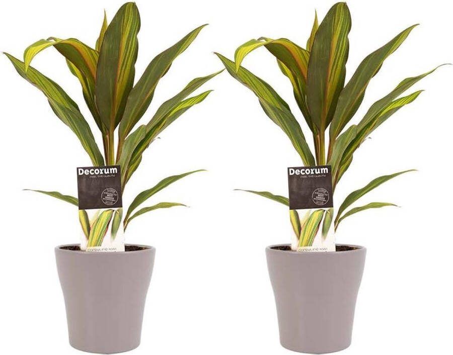 BOTANICLY Kamerplanten van – 2 × Cordyline Fruticosa Kiwi incl. taupe sierpot als set – Hoogte: 40 cm