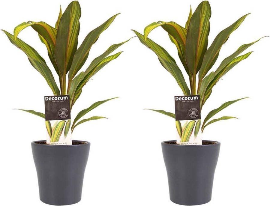 BOTANICLY Kamerplanten van – 2 × Cordyline Fruticosa Kiwi met grijze sierpot als set – Hoogte: 40 cm