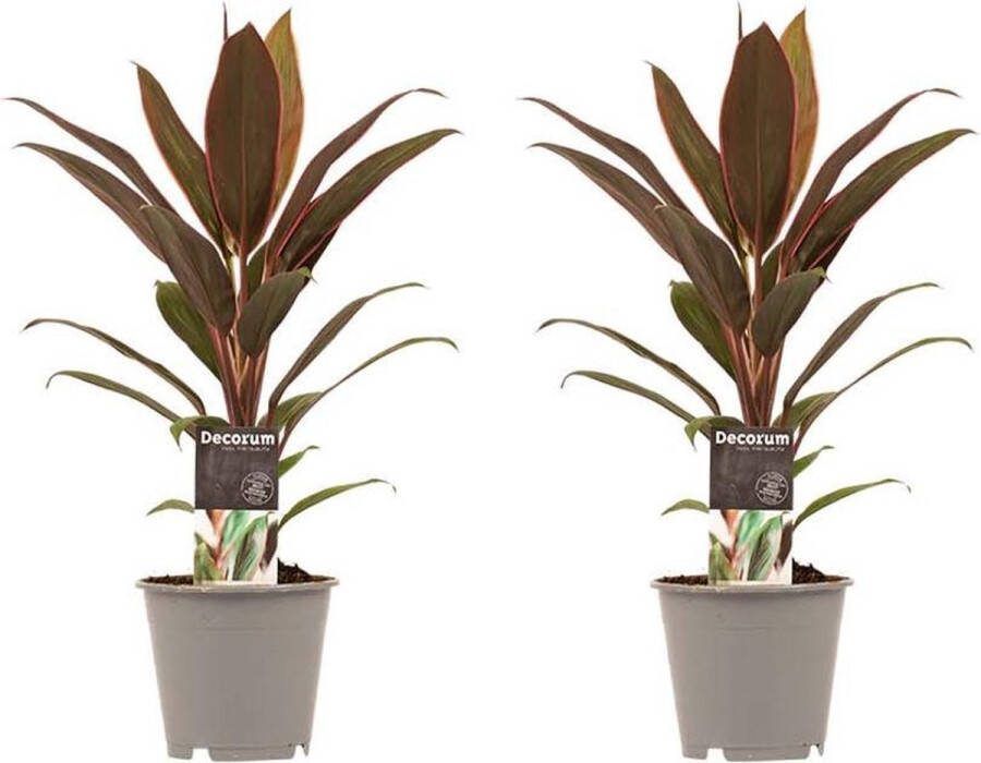 BOTANICLY Kamerplanten van – 2 × Cordyline Fruticosa Rumba – Hoogte: 40 cm
