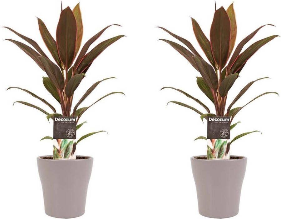 BOTANICLY Kamerplanten van – 2 × Cordyline Fruticosa Rumba incl. taupe sierpot als set – Hoogte: 40 cm