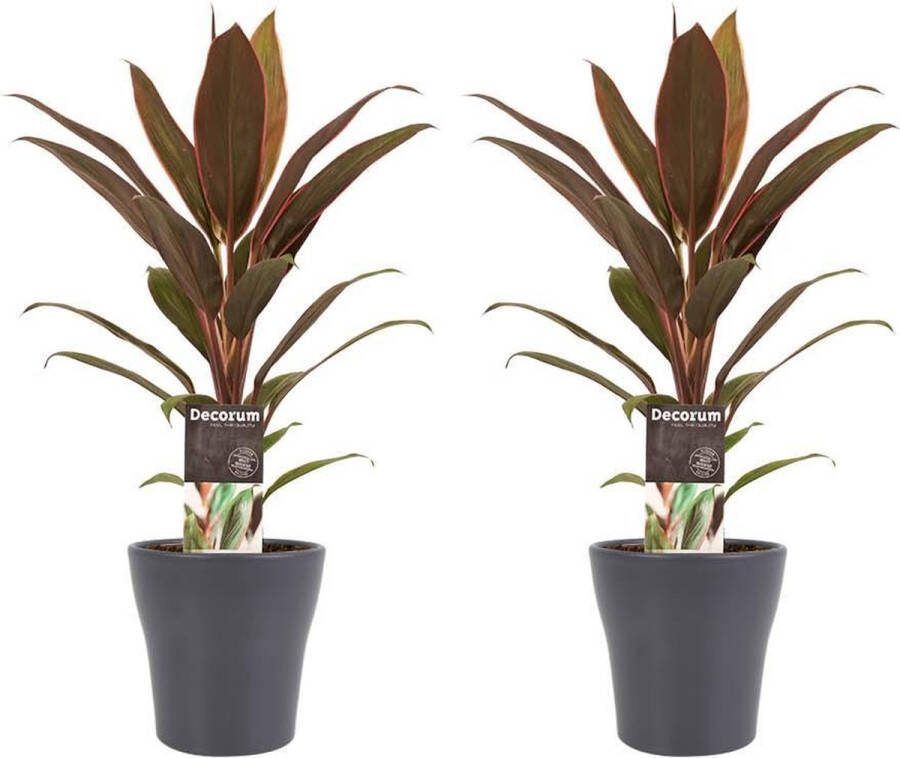 BOTANICLY Kamerplanten van – 2 × Cordyline Fruticosa Rumba met grijze sierpot als set – Hoogte: 40 cm