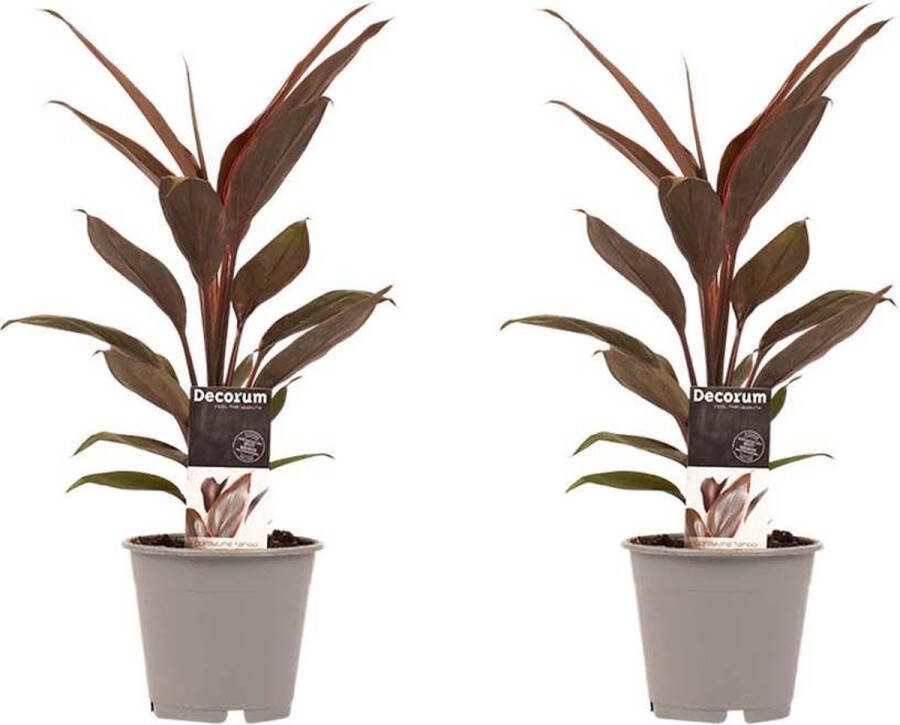 BOTANICLY Kamerplanten van – 2 × Cordyline Fruticosa Tango – Hoogte: 40 cm