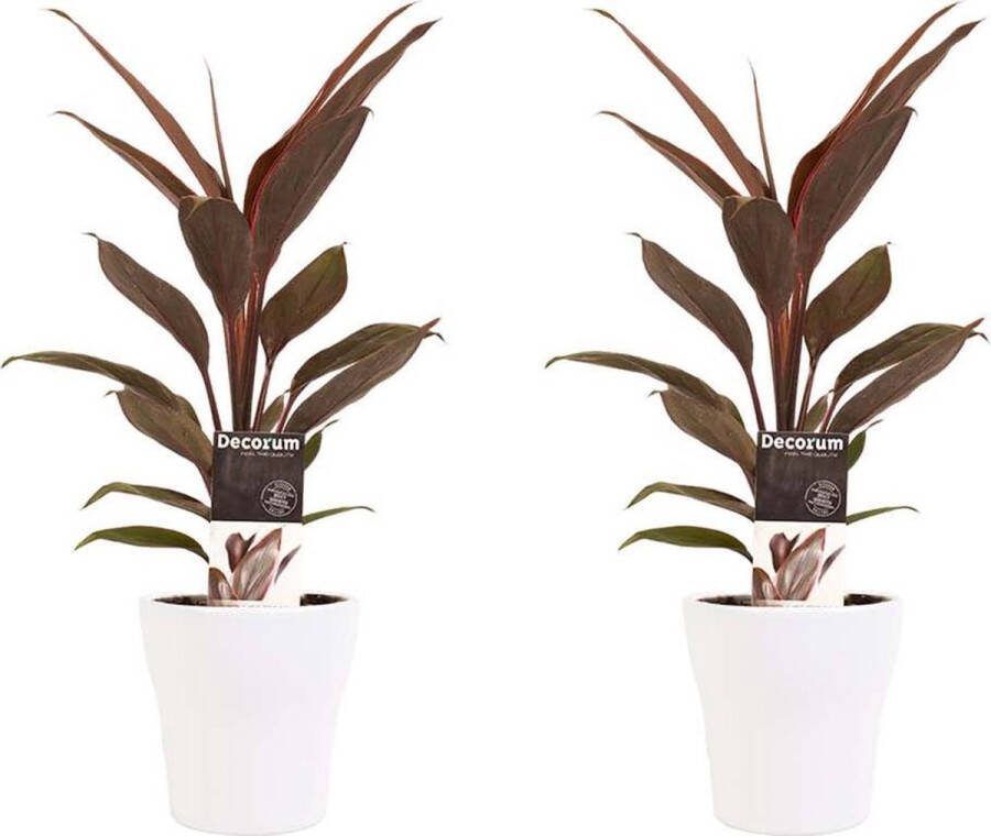 BOTANICLY Kamerplanten van – 2 × Cordyline Fruticosa Tango incl. sierpot wit als set – Hoogte: 40 cm