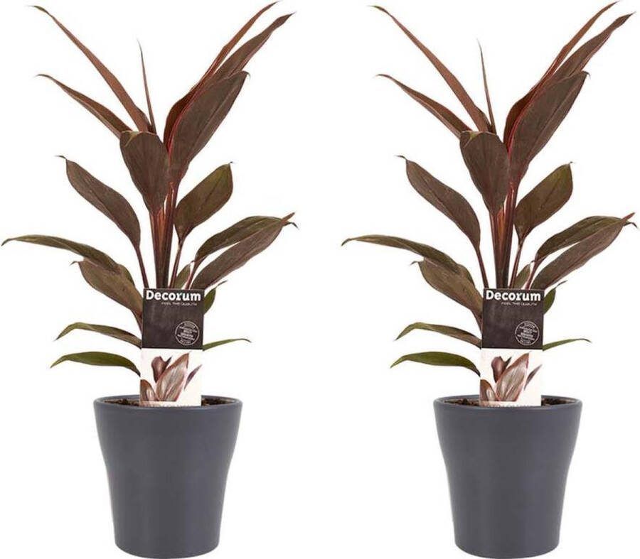 BOTANICLY Kamerplanten van – 2 × Cordyline Fruticosa Tango met grijze sierpot als set – Hoogte: 40 cm