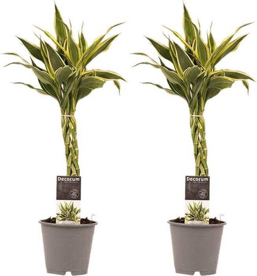 BOTANICLY Kamerplanten van – 2 × Drakenboom – Hoogte: 45 cm – Dracaena Sandriana