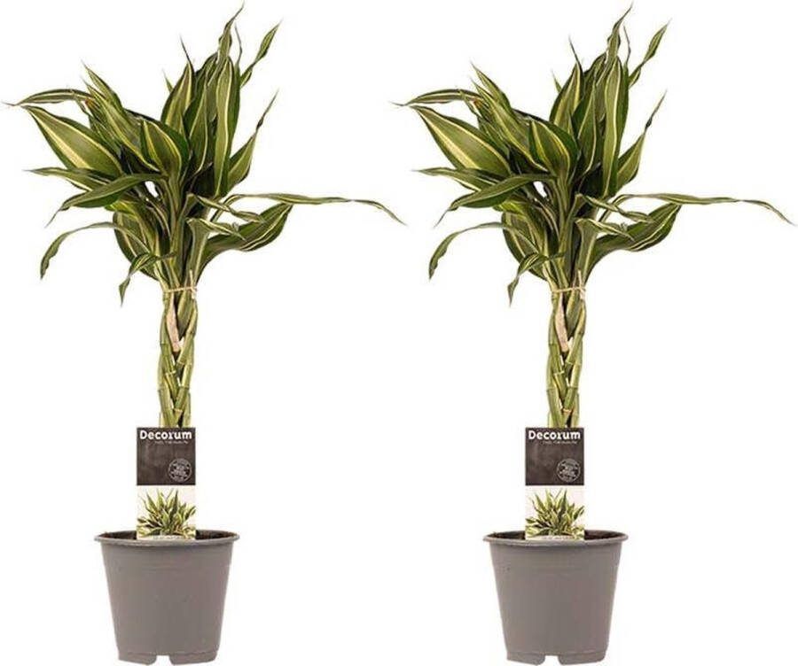 BOTANICLY Kamerplanten van – 2 × Drakenboom – Hoogte: 45 cm – Dracaena Sandriana Victory
