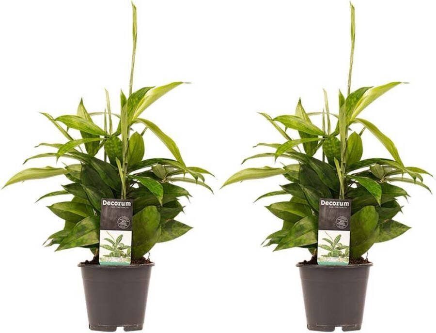 BOTANICLY Kamerplanten van – 2 × Drakenboom – Hoogte: 45 cm – Dracaena surculosa