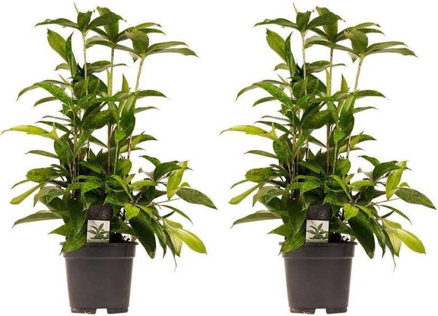 BOTANICLY Kamerplanten van – 2 × Drakenboom – Hoogte: 55 cm – Dracaena surculosa