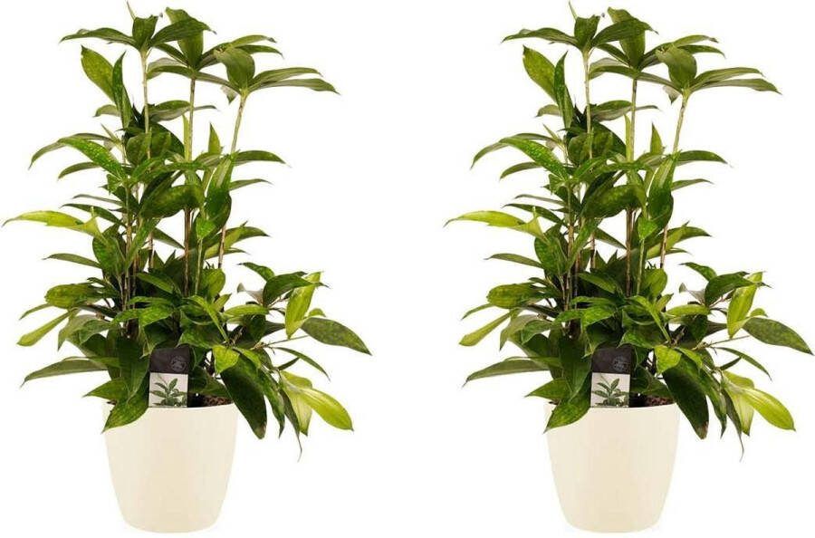 BOTANICLY Kamerplanten van – 2 × Drakenboom incl. crème kleurig sierpot als set – Hoogte: 55 cm – Dracaena surculosa